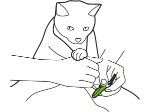 Trim your cat’s nails when they’re calm and relaxed