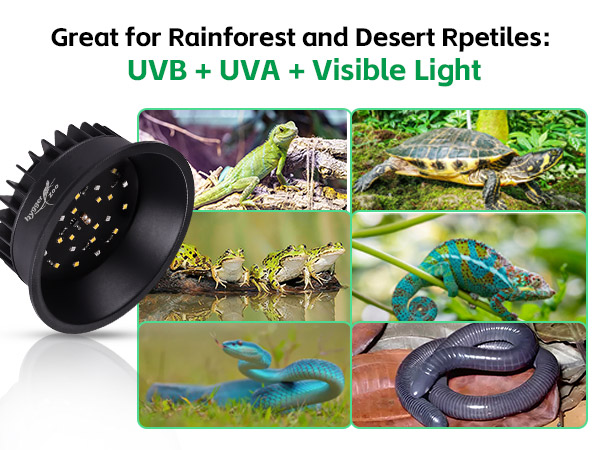 uvb bulb