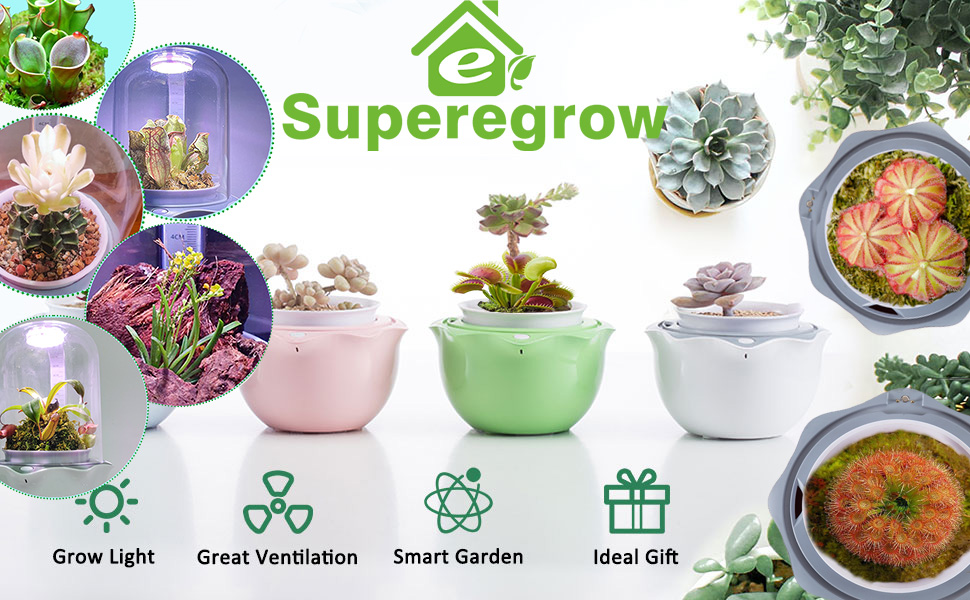venus fly trap pot