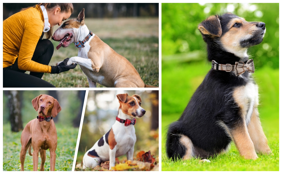 bow dog collar