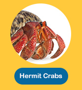 Hermit Crabs