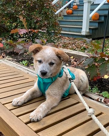 dog harness