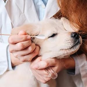 Pet cotton swab