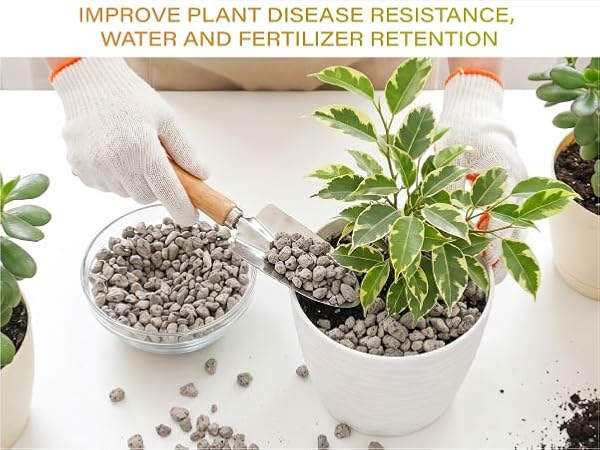 pumice for plant