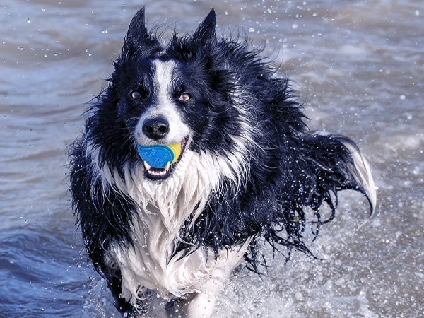 dog chew balls