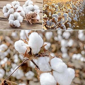 cotton