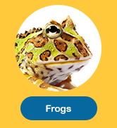 Frogs
