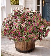 HyeFlora Artificial Coleus Plants Outdoor, 5 Pcs UV Resistant Faux Silk Greenery with Stems, Fake...
