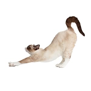 cat scratch stretching litter box control