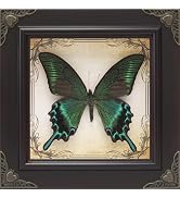 RISDORAY Handmade Real Butterfly Framed with 5 Pieces Gift Set - Gothic Home Decor and Vintage Fr...