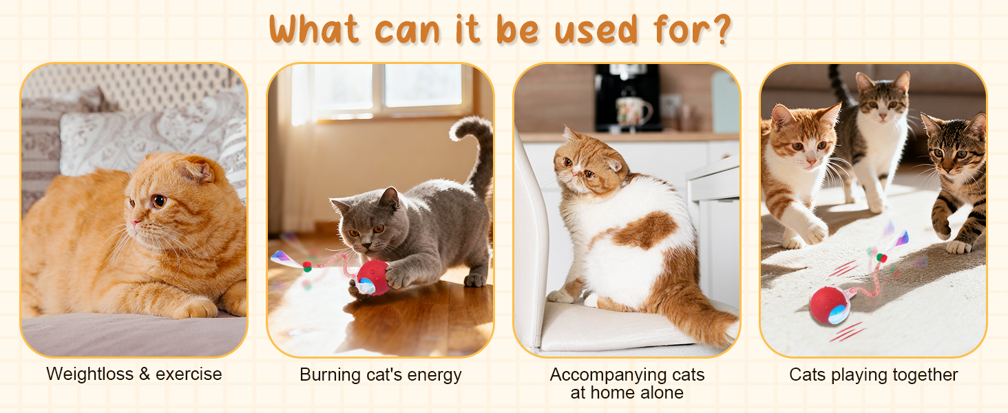 automated cat toy