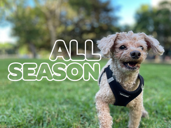 adjustable harness for growing puppies