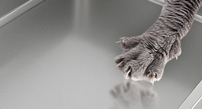 stainless steel litter box