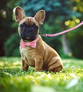 bow_dog_collar_leash_set