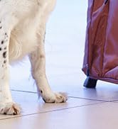 SERVICE DOG PATCHES1