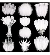 FeelfunFeather 300 pcs White Craft Feathers - 10 Style Mixed Decorative Natual Small Feather for ...