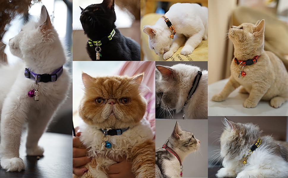cat collar