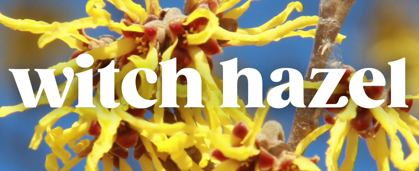 Benefits of witch hazel in toilet paper foam: soothing, anti-inflammatory, and gentle cleansing