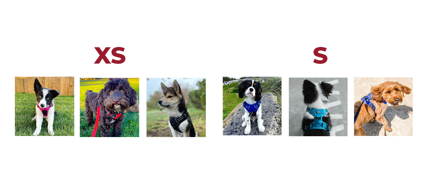 pechera para perros pequeños