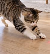 cat toys