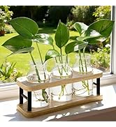 THYGIFTREE Plant Propagation Station with Wooden Stand, Propagation Vases Glass Planters for Indo...