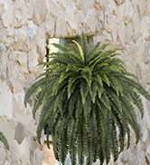 artificial boston ferns for outdoors