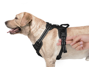 dog harness