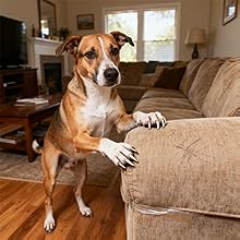 Claw Furniture