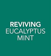 Jergens Eucalyptus Mint Body Butter