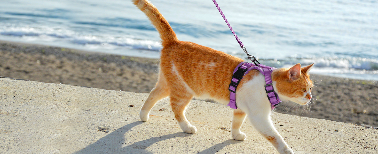 cat harness