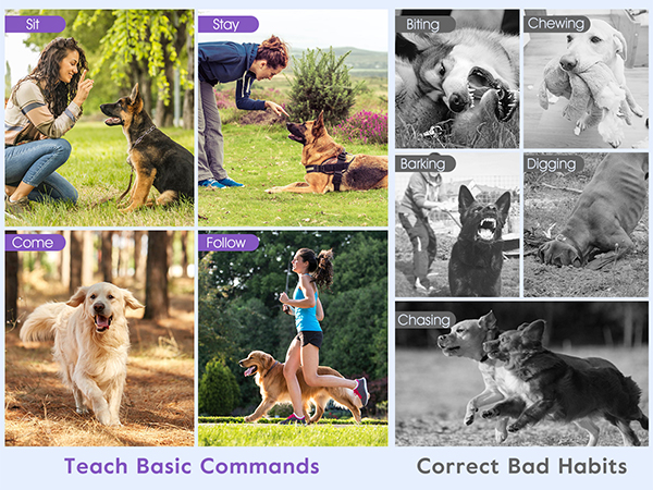 dog shock collar