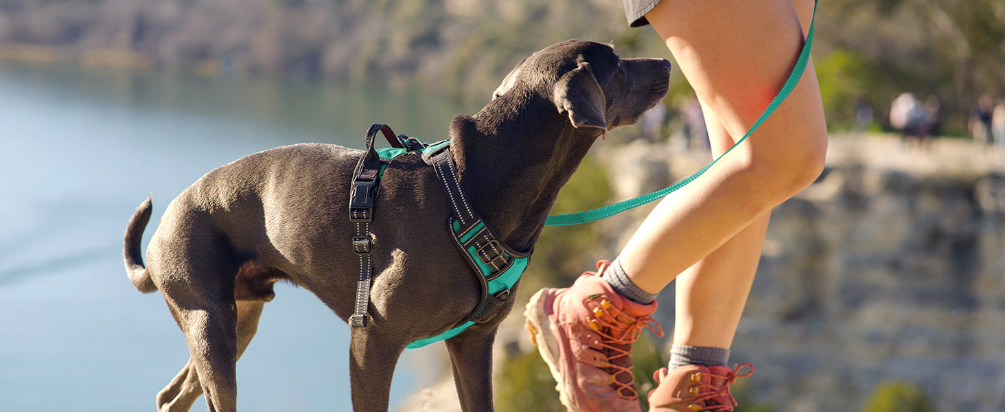 dog harness