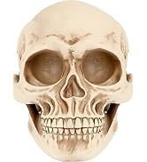 KatchOn, Halloween Human Skull Model - Big, Life Size Human Skull | Realistic Skull for Halloween...