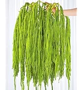 Dried Amaranthus Hanging Flowers