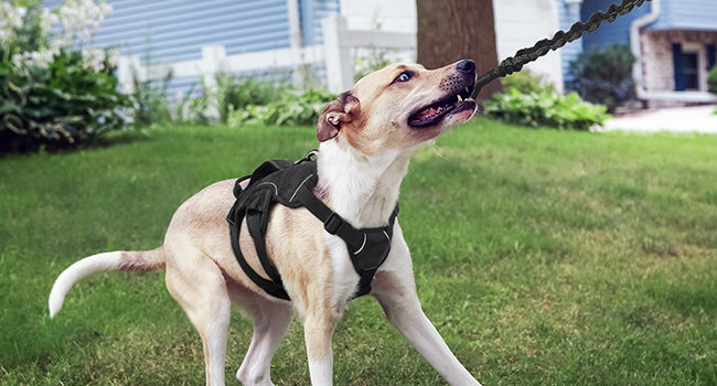 the original harness company dog harness adjustable dog harness adjustable dog harness for dogs