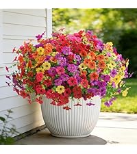 https://m.media-amazon.com/images/I/51dcy-kS6DL.__AC_SR200,225___.jpg