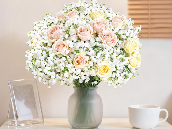 babys breath