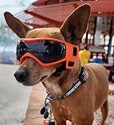 dog goggels