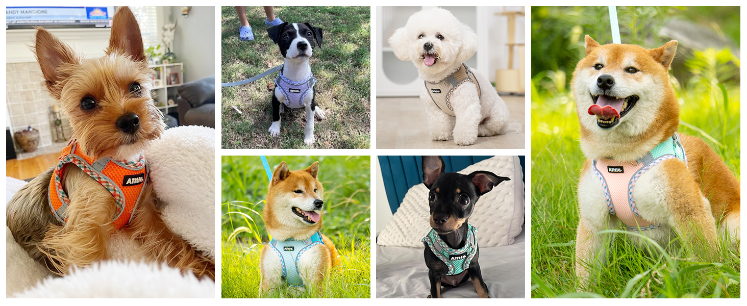 AIITLE Dog Harness for Small Medium Large Dogs No Pull