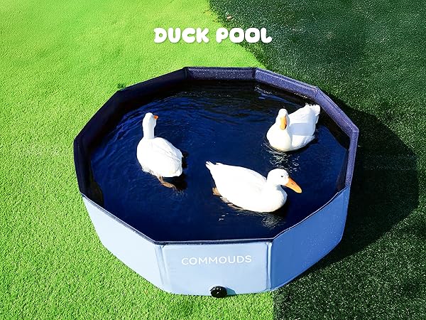 duck pool dog pool plastic pool
