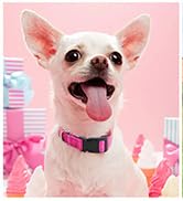 hot pink dog collar and leash set