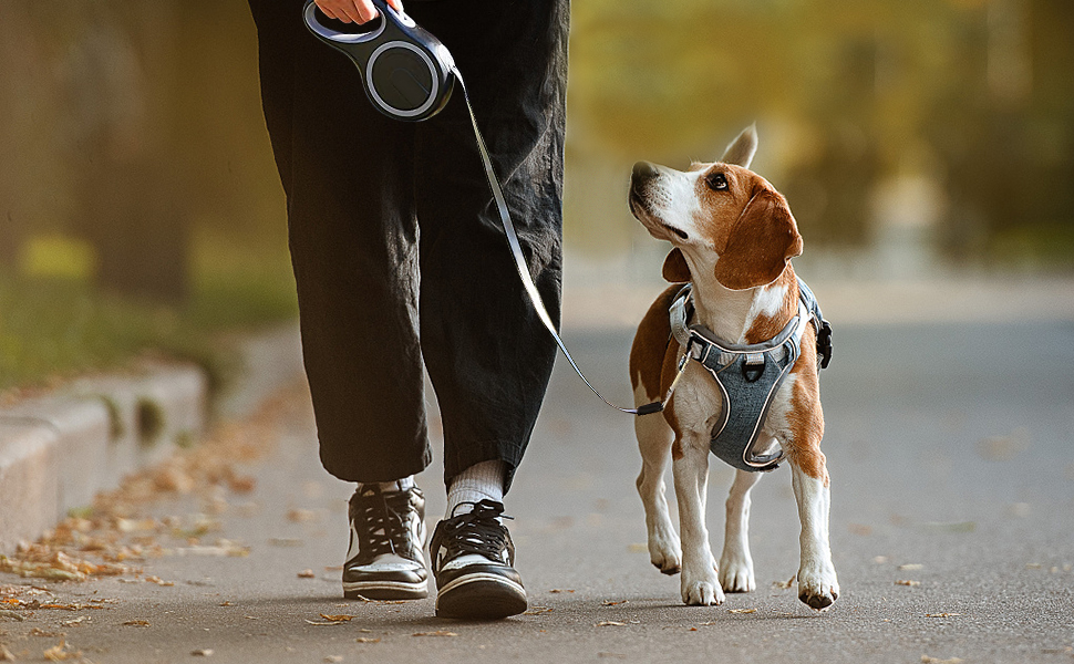 leash and dog