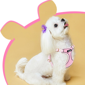 Dog Harness with Leash
