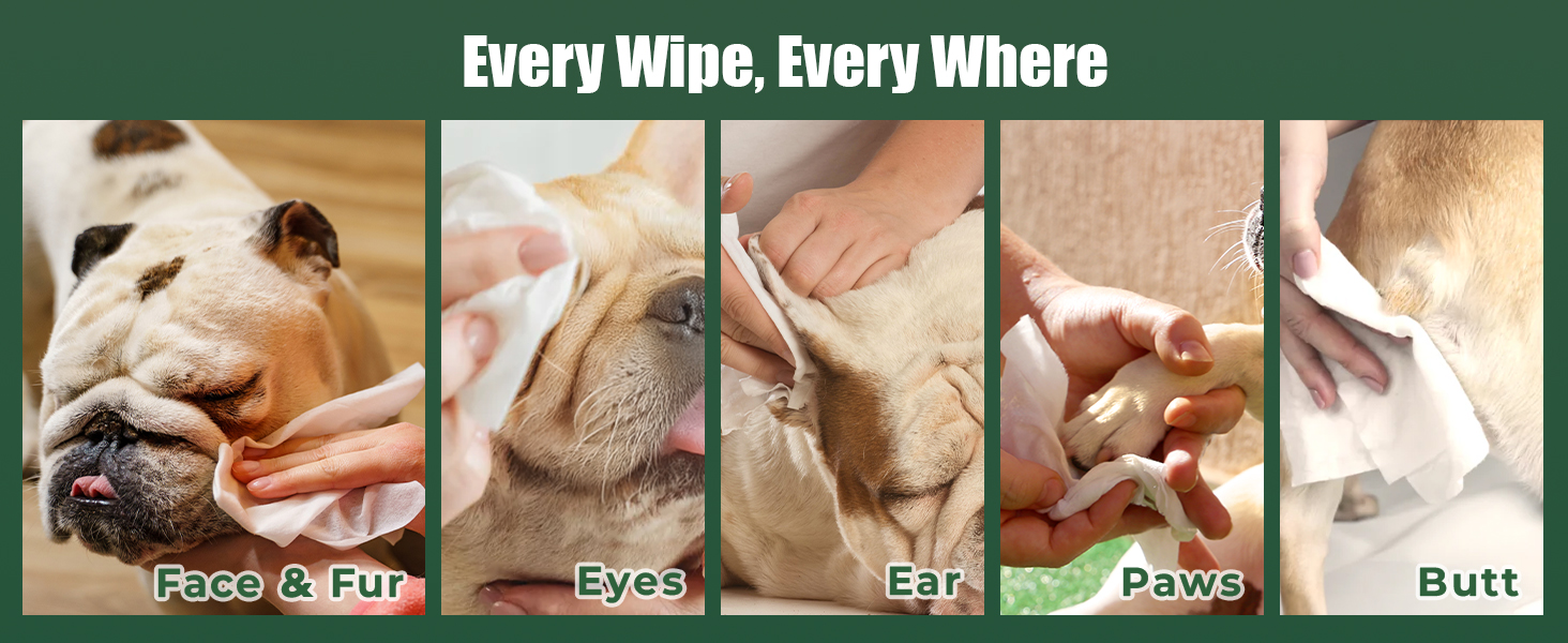 dog travel accessories