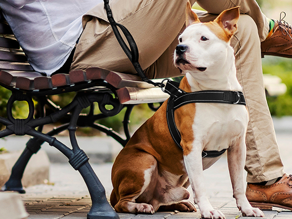 dog harness