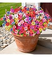 AmberFun 16 Bundles Artificial Flowers for Outdoors, Realistic Fake Silk Flowers for Outside, UV ...