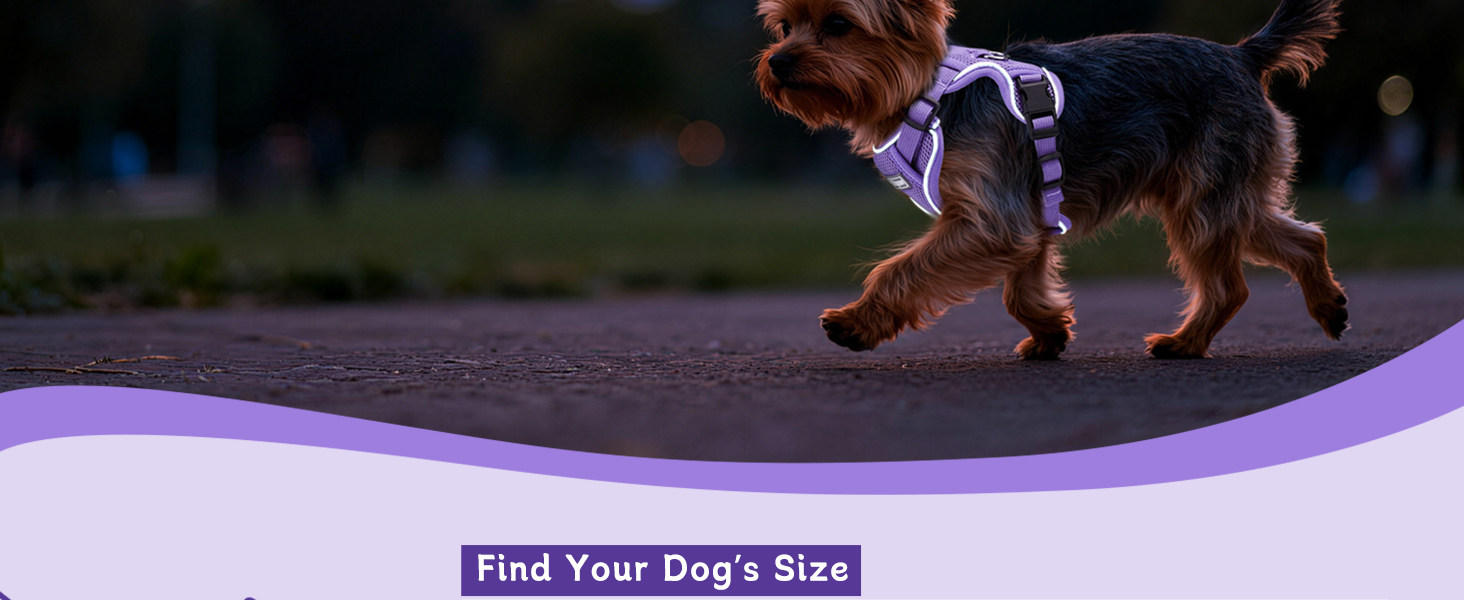 purple small dog harness