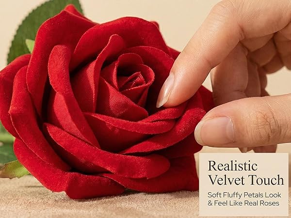 red roses 04