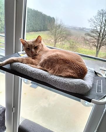 cat bed