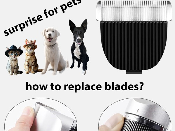 surprise for pets